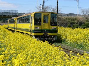 菜の花畑は関東の名所へ 見頃や人気スポット おすすめな持ち物は