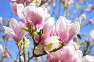 春の花といえば何 漢字や開花時期 種類や花言葉 人気の名所は